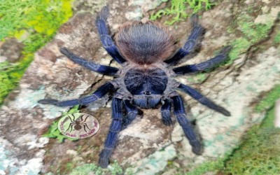 pterinopelma sazimai male tarantula